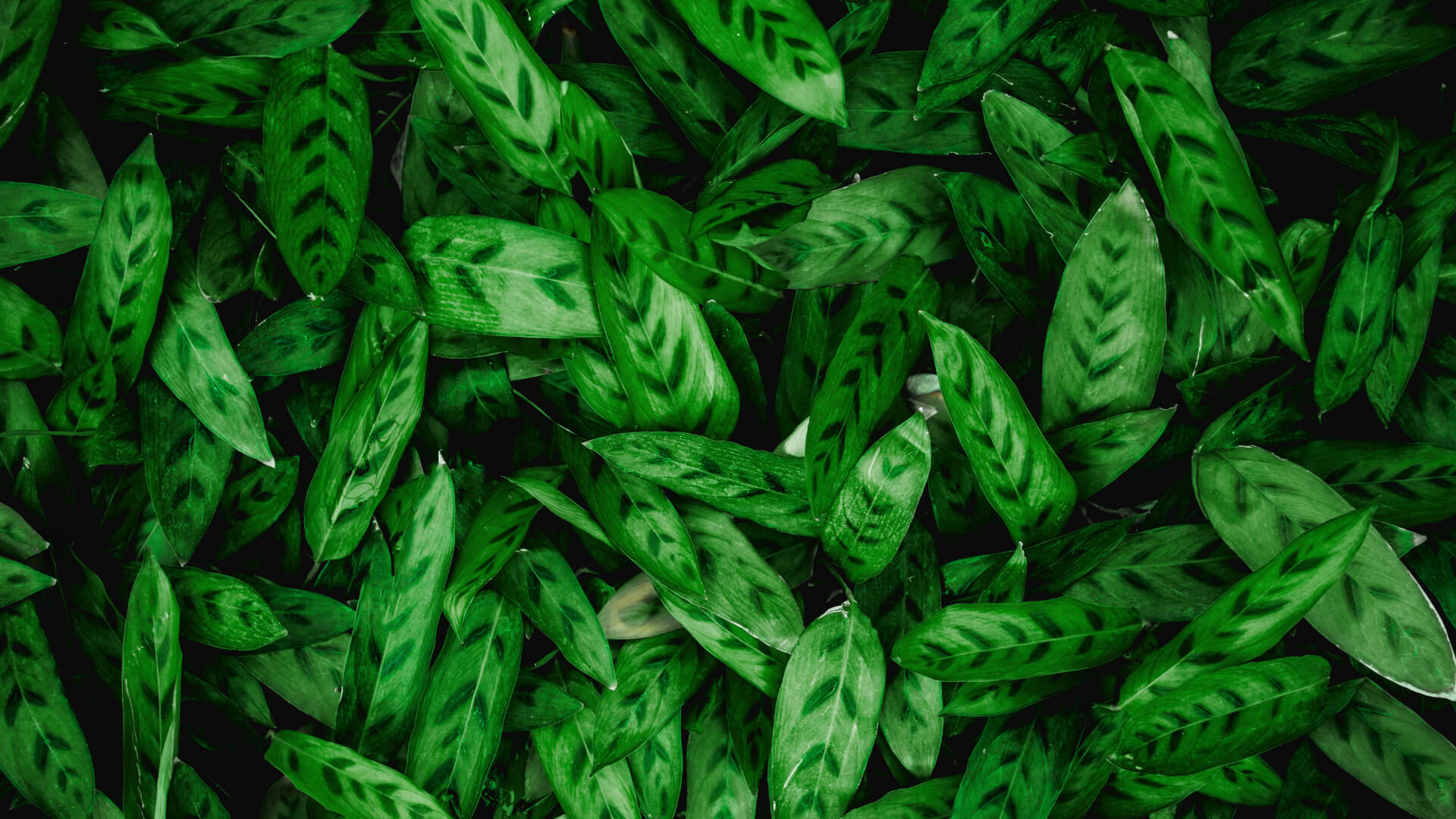 Nature 1